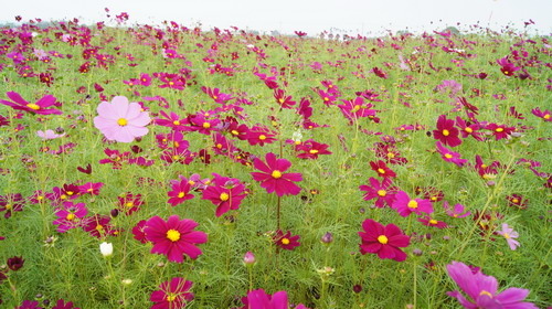 05新社花海2014花田囍事愛你一世.JPG