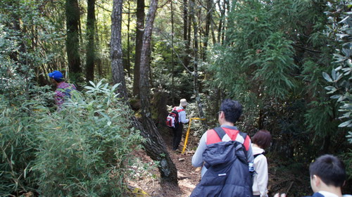 32觀霧榛山步道行.JPG
