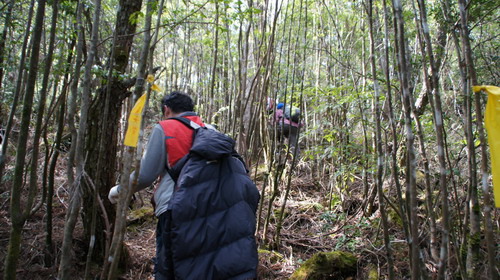 34觀霧榛山步道行.JPG