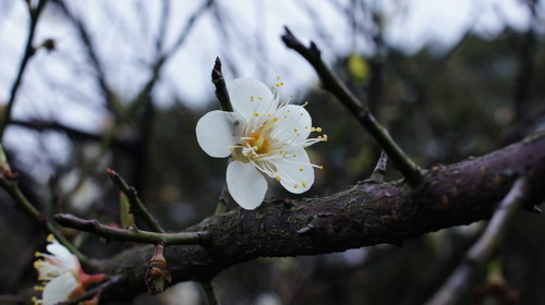 46陽明山公園.JPG