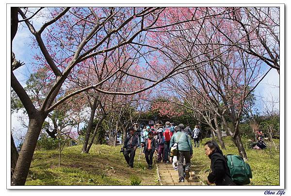 40土城太極嶺櫻花.jpg