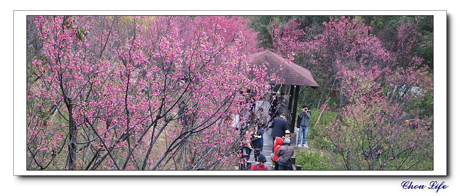 01大同山櫻花林.jpg 01大同山櫻花林.jpg