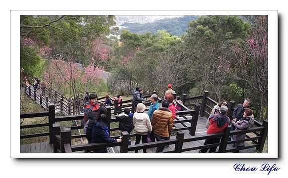 35大同山櫻花林.JPG