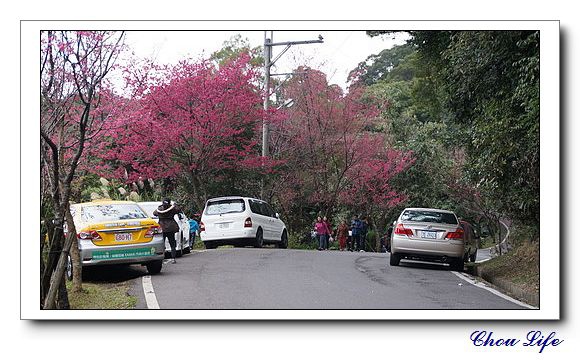 51大同山櫻花林.JPG