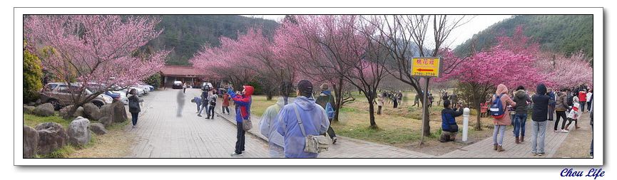 01武陵農場櫻花季.jpg 01武陵農場櫻花季.jpg
