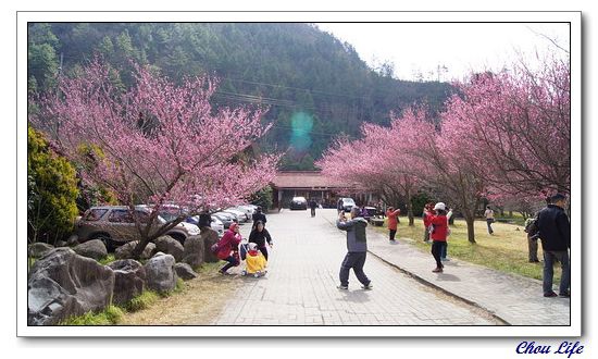 08武陵農場櫻花季.JPG