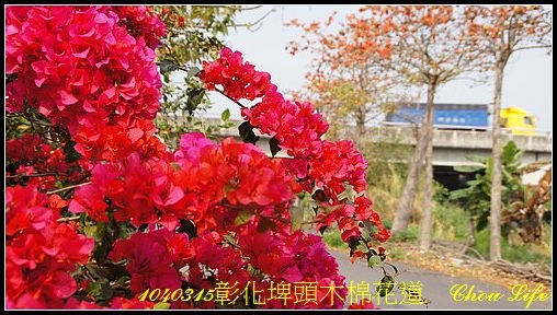 13埤頭木棉花道.JPG