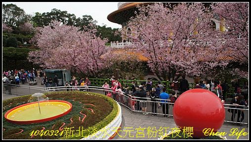 24淡水天元宮粉紅夜櫻.JPG