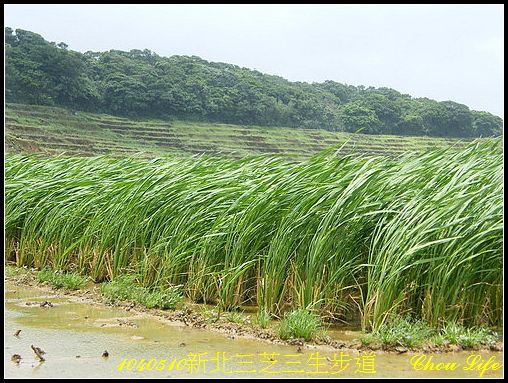 45三芝三生步道.JPG