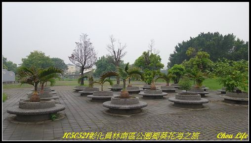 13員林南區公園蜀葵花海.JPG