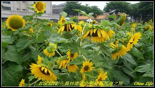 20員林南區公園蜀葵花海.JPG