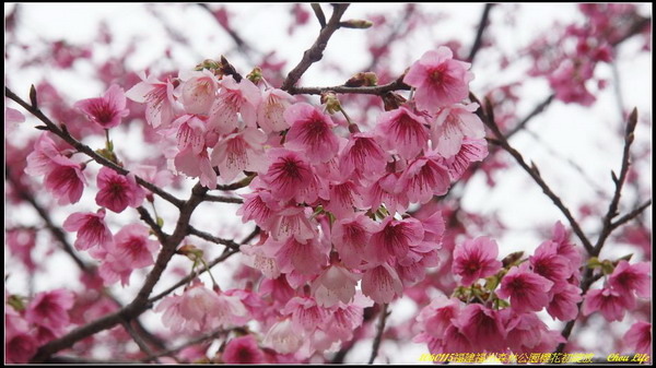 05福州森林公園櫻花園.JPG