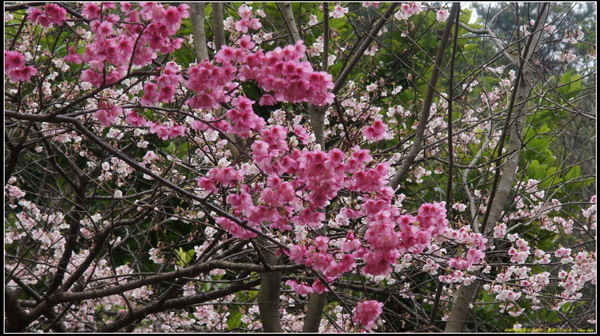 06福州森林公園櫻花園.JPG