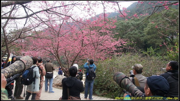 10福州森林公園櫻花園.JPG