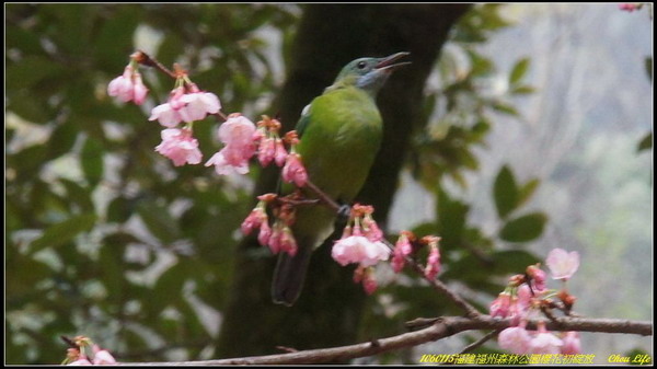 18福州森林公園櫻花園.JPG