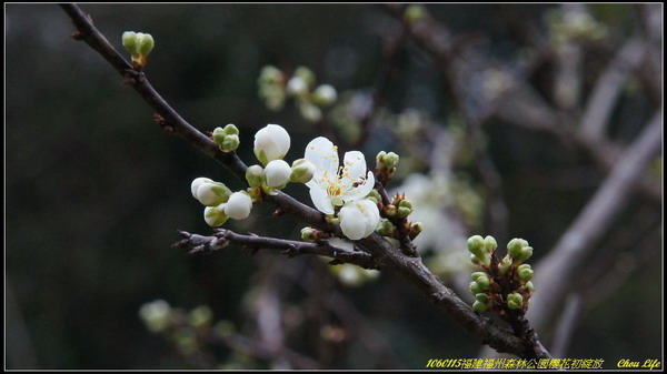 20福州森林公園櫻花園.JPG