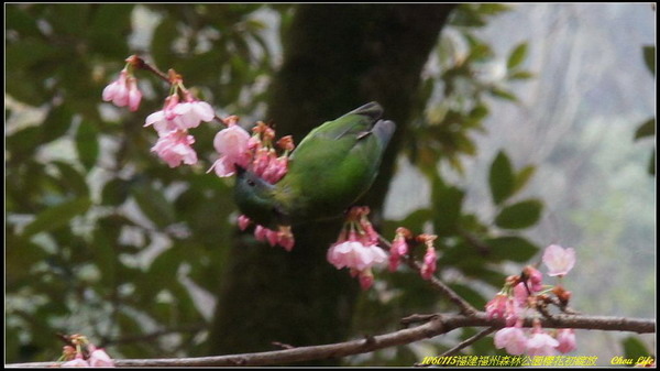 17福州森林公園櫻花園.JPG