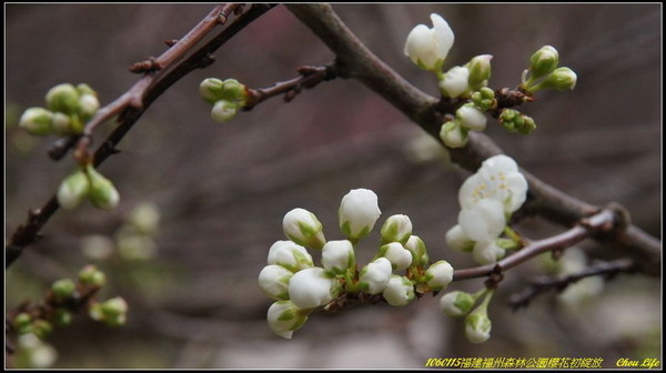 25福州森林公園櫻花園.JPG