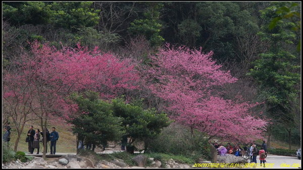 29福州森林公園櫻花園.JPG