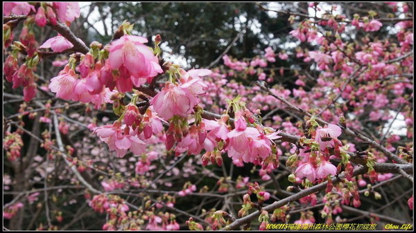 26福州森林公園櫻花園.JPG