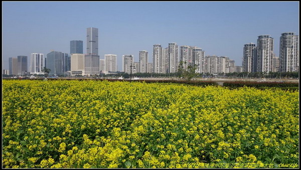 14福州花海公園油菜花.JPG