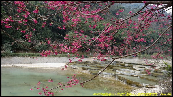 16福州森林公園櫻花園.JPG