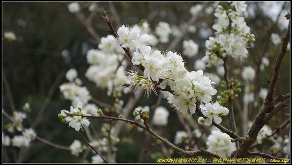 19福州森林公園櫻花園.JPG