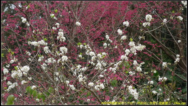 18福州森林公園櫻花園.JPG