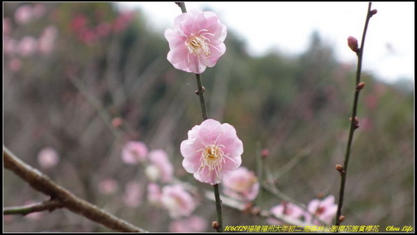 25福州森林公園櫻花園.JPG