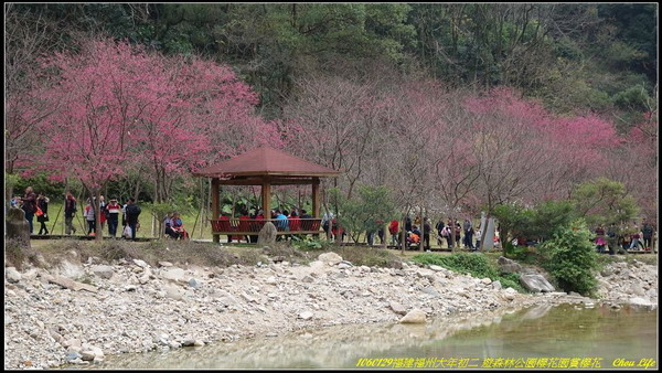 35福州森林公園櫻花園.JPG