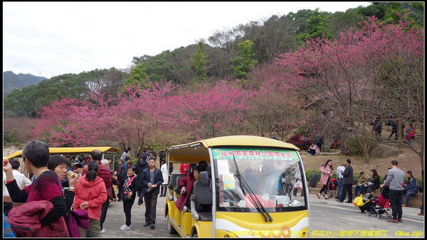 11福州森林公園櫻花園.JPG