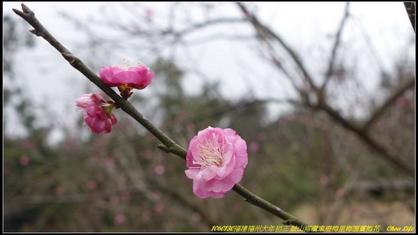 30福州鼓山梅里梅園.JPG