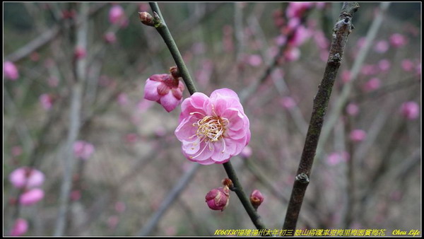 31福州鼓山梅里梅園.JPG