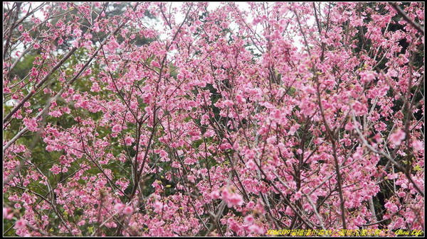 15福州森林公園桃花園.JPG