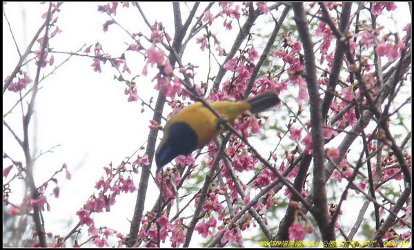 18福州森林公園桃花園.JPG