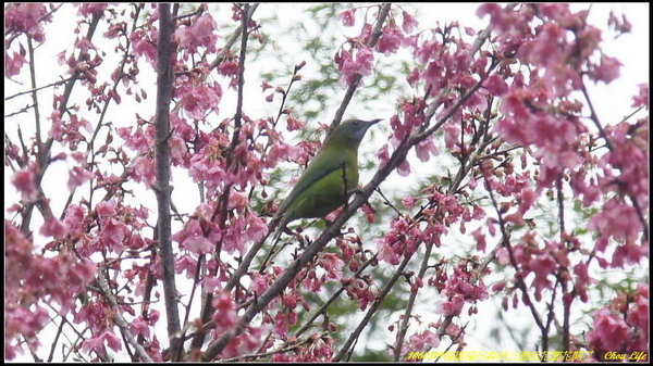 19福州森林公園桃花園.JPG