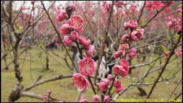 26福州森林公園桃花園.JPG