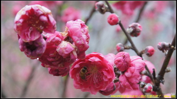 27福州森林公園桃花園.JPG