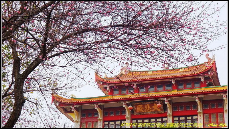 01莆田梅峰寺賞梅.JPG 01莆田梅峰寺賞梅.JPG