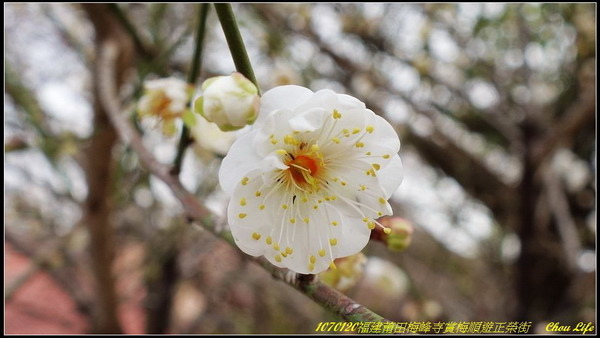 12莆田梅峰寺賞梅.JPG