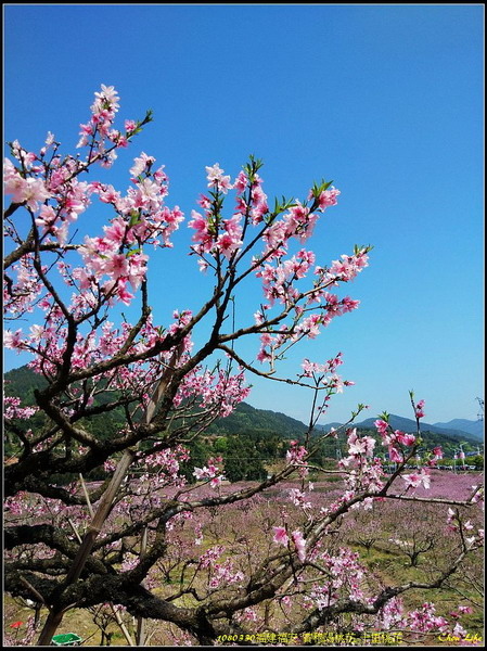 09福安穆陽 十里桃花.jpg