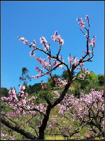 26福安穆陽 十里桃花.jpg