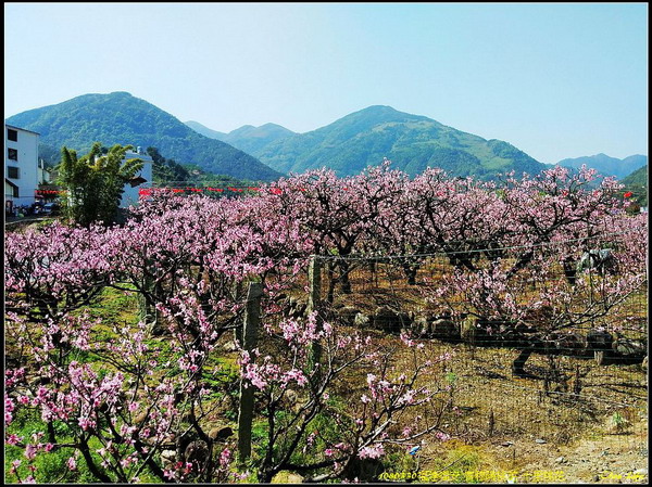 25福安穆陽 十里桃花.jpg