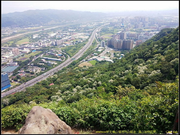 02新北鳶山油桐花.jpg