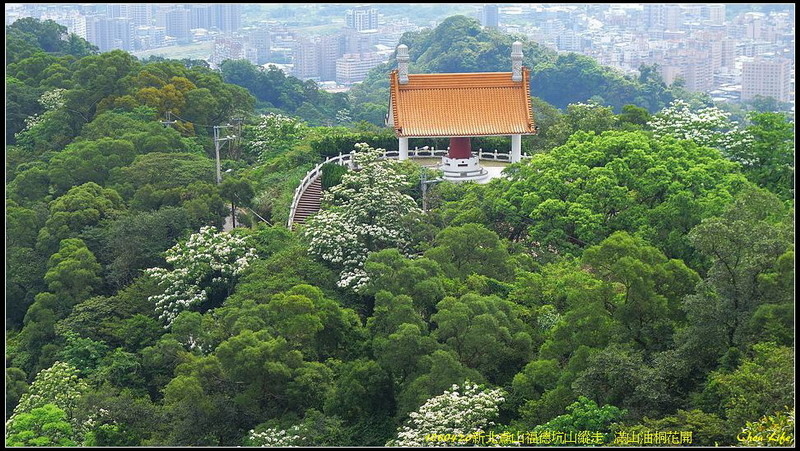 01新北鳶山油桐花.jpg 01新北鳶山油桐花.jpg