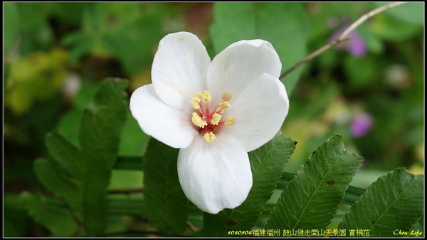 29福州閩山天景園 賞桐花.jpg