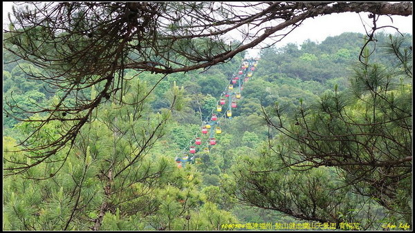 44福州閩山天景園 賞桐花.jpg