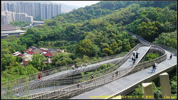 11福州 金牛山福道賞桐花.jpg