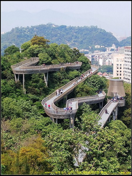 17福州 金牛山福道賞桐花.jpg