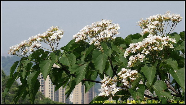 20福州 金牛山福道賞桐花.jpg